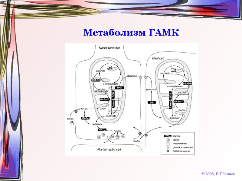 Метаболизм ГАМК © 2008, В.Г.Зайцев